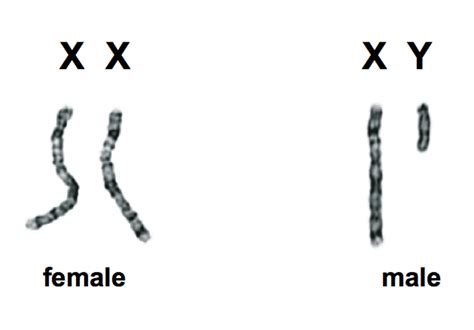The Conversation Sexualité Gène Chromosome Y Et Le