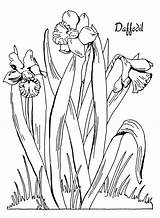 Daffodil Coloring Narzisse Daffodils Ausmalbild Kostenlos Fairy Thegraphicsfairy Malvorlagen sketch template
