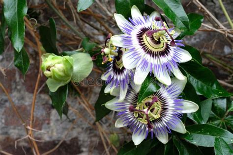 Cluster Of Passion Flowers Growing On An Old Brick Wall In Bruges