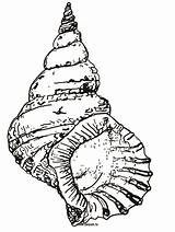 Seashell Conch sketch template