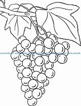 Grapes Coloring Grape Drawing Pages Kids Line Dxf  Colouring Raisins Boss Color Vector Print Engraving Cdr Laser Machines Getcolorings sketch template