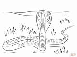 Cobra Coloring King Snake Pages Drawing Printable Drawings sketch template
