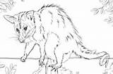 Opossum Coloring Eared Pages sketch template