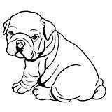 Bulldog Coloring Pages Dog American Fat Puppy Pitbull Cute Color Georgia Printable Drawing Bulldogs Kids Clipart Towel Baby Chubby Sheet sketch template