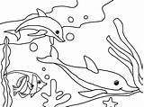 Dolphins Dolphin Swims Fish Coloringpagesonly Bestcoloringpagesforkids Preschoolers Turtle sketch template