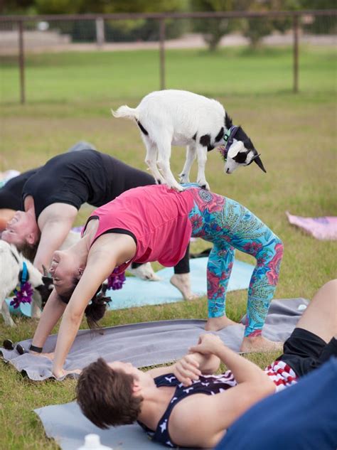 pee on your yoga mat goat yoga craze is sweeping the country