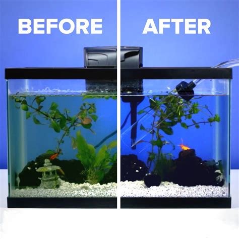 cleaning  freshwater fish tank