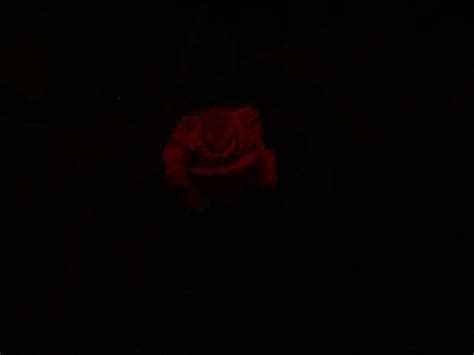 shadow rose  xxshadow rosexx  deviantart