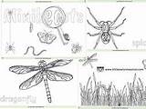Minibeasts Eyfs Teaching Investigating Tes Visit Activities sketch template