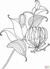Lily Lilie Gloriosa Lilies Ausmalbild Rothschildiana Supercoloring sketch template