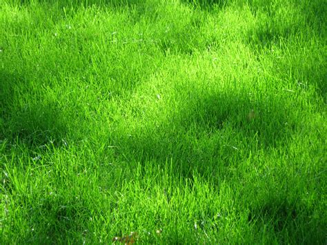 grass grass texture texture  backgrounds grass green grass