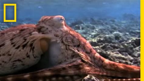 the weird world of octopus sex national geographic youtube
