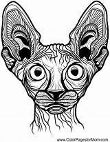 Coloring Gatos Animal Pages Colorpagesformom Sphynx Mandala Cat Tattoo sketch template
