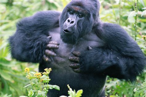 The Shocking Real Reason Why Gorillas Pound Their Chests
