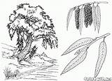 Willow Poplar sketch template
