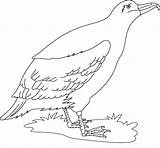 Coloring Albatross Pages Getdrawings Cute Bird sketch template