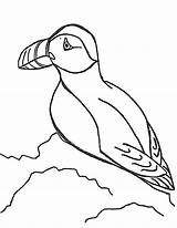 Puffin Puffins Arctic Coloringbay Designlooter Barracudas sketch template