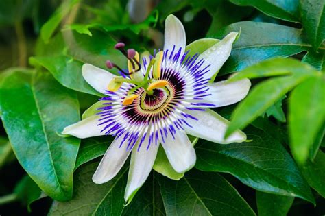 Passion Flower Care And Growing Tips Uk