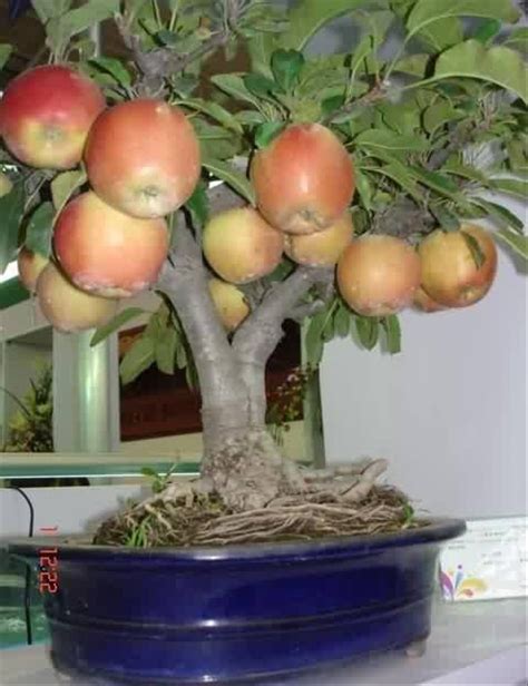 jual benih buah apel kecil mini impor atau apple bonsai asli import isi