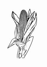 Corn Coloring Printable Pages sketch template