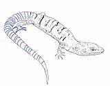 Lizard Coloring Pages Blue Tongue Skink Kids Color Printable Drawings Drawing Bestcoloringpagesforkids sketch template