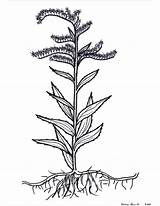 Scientist Takeover Plants Goldenrod sketch template