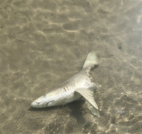smyrna beach florida shark attacks