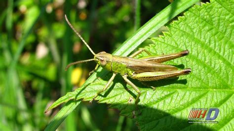 grasshopper full hd wallpaper and background image 1920x1080 id 449365