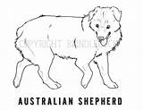 Coloring Australian Shepherd Dog Adult sketch template
