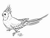 Cockatiel Coloring Pages Bird Drawing Drawings Gloria Pike Birds Super Pheasant Animal Sketch Putni Getdrawings Visit Choose Board Template sketch template