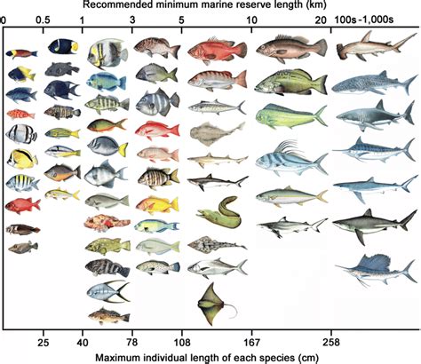 tackle box id florida saltwater fish identification card set