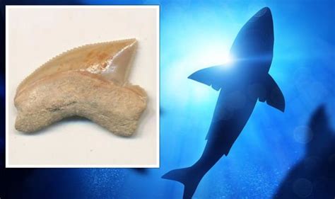 Archaeologists Baffled By Mysterious 80 Million Year Old Shark Fossils