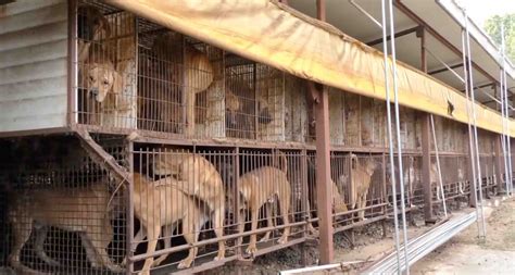 activist delivers message  korean president  dog meat trade