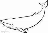 Fin Whales Baleen Minke Beluga sketch template