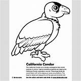 Condor Coloring Andean Drawing Getdrawings 2kb 400px sketch template