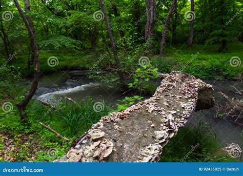 fallen tree stock image image  summer tree river