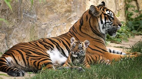 tiger cubs  display  sa zoo