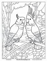 Coloring Birds Pages Rainforest Printable Adults sketch template