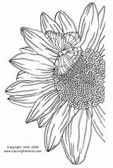 Pyrography Tracing Sunflower Tooling Woodburning Woodburn Result sketch template
