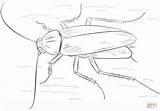 Cucaracha Cockroach Alemana sketch template