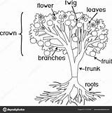 Wurzeln Baum Malvorlage Ausmalbilder Malvorlagen Morphologie Baumes Pflanze sketch template