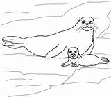 Seal Coloring Baby Harp Pages Mother Seals Printable Cute Elephant sketch template