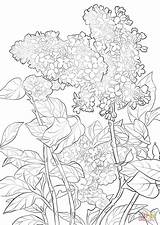 Lilac Coloring Purple Pages Flower Drawing Printable Syringa Getdrawings Flowers Drawings Designlooter sketch template