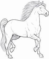 Cavallo Cavalli Cavalo Colorare Animais Horse Dei Cavalos Colora Animali Bambini Disegnare Coloringpagesforadult Erwachsene sketch template