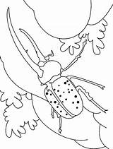 Beetle Coloring Pages Dung Horned Long sketch template