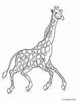 Zum Malvorlagen Ausmalbild Malvorlage Cool2bkids Giraffen sketch template