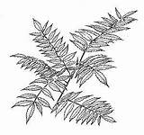Sumac Twig Staghorn Compound Typhina Rhus Several Leaves sketch template