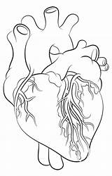 Heart Drawing Human Anatomical Biology Drawings Realistic Draw Outline Science Anatomy Scientific Line Compound Simple Microscope Anatomically Correct Lesson Labeled sketch template