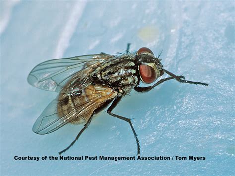 flies  information  types  flies prevention