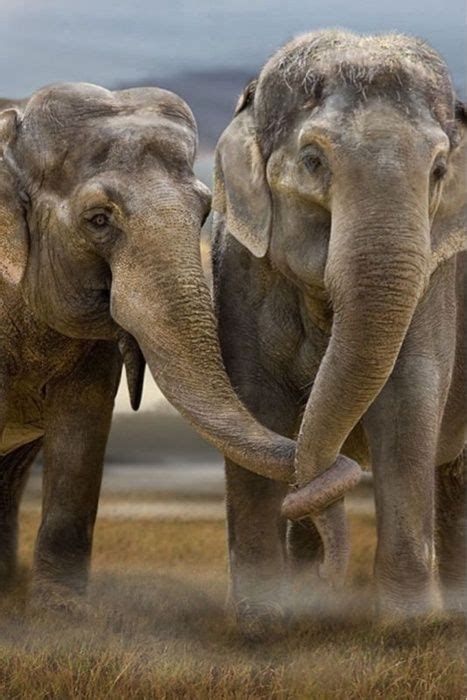 Love And Bananas On Twitter Ele Cation Monday Elephants Are Social